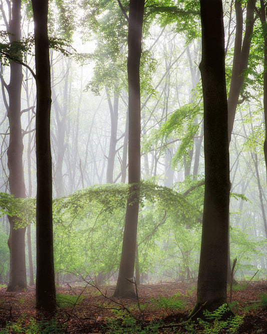 Growing in the Mist